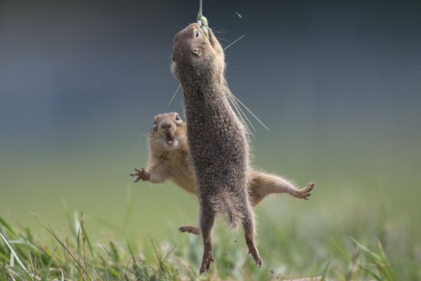 Фотобомба (Photo bomb)