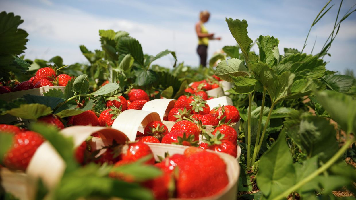 Сбор урожая клубники в Краснодарском крае