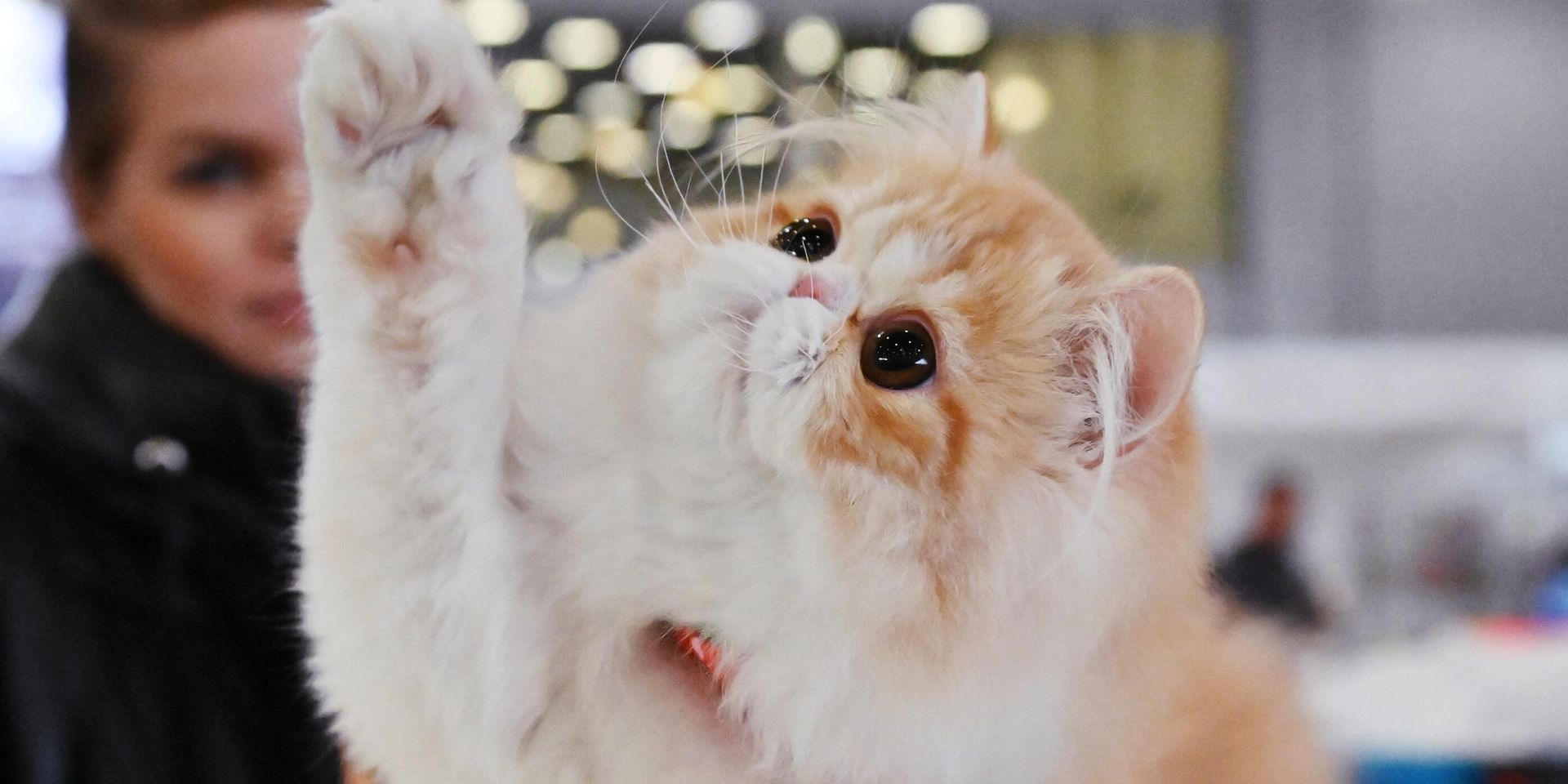 Кошка породы персидская на Международной выставке кошек Winter Cat Show в выставочном центре Крокус Экспо. - ИноСМИ, 1920, 21.01.2024