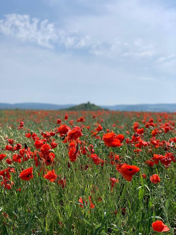 Маковое поле в Крыму. Автор фотографии: Оксана