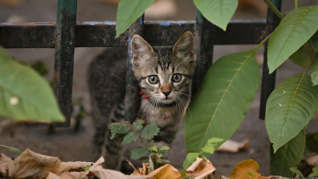 Котенок на улице в Бухаресте