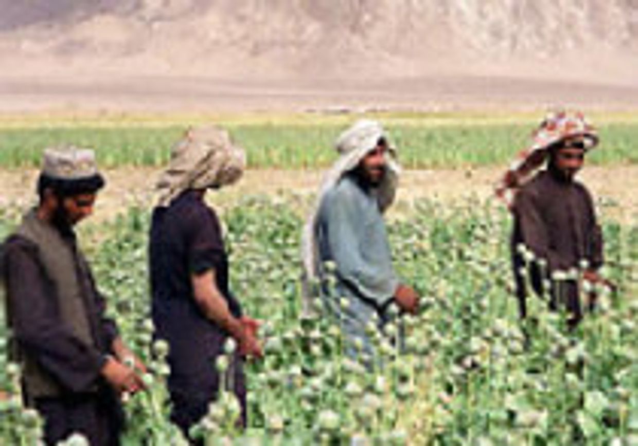 Опиумный бум в Афганистане picture