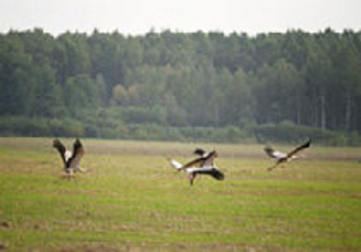Россия в заголовках зарубежной прессы. 17 августа picture