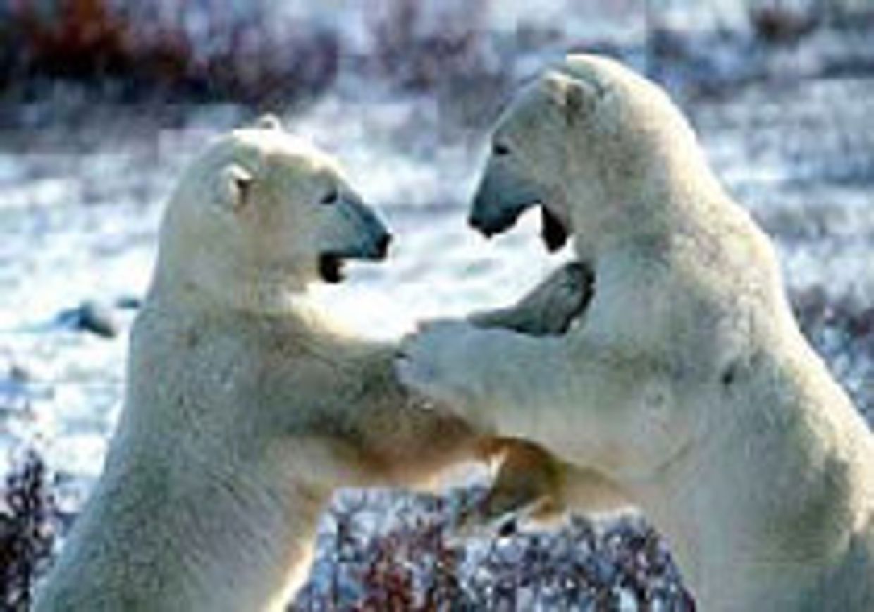 Борьба за захват Арктики picture