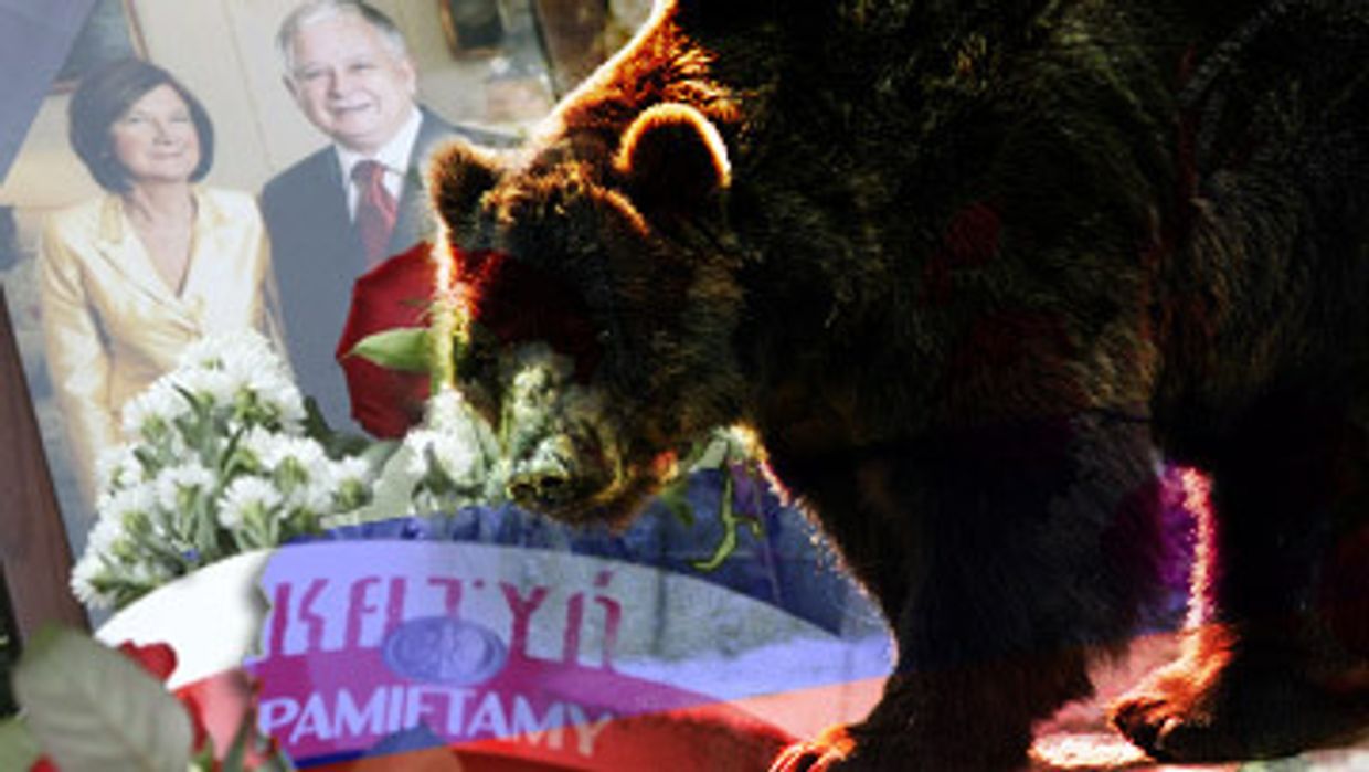 Медведь вернулся