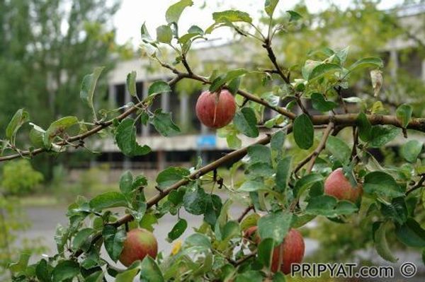 В городе Припять после аварии на Чернобыльской АЭС 