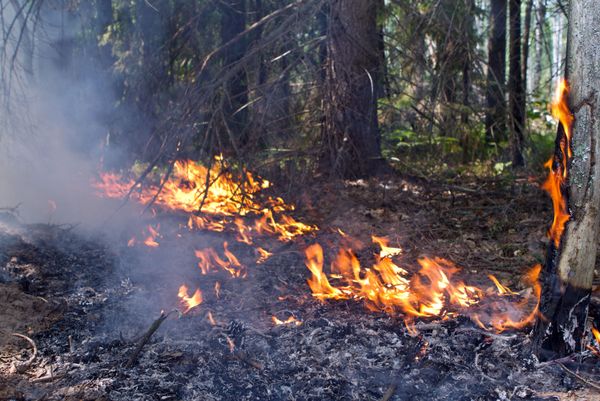 Тушение лесного пожара в Воротынском районе Нижегородской области