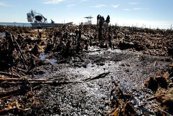 последствия Разлива нефти в Мексиканском заливе