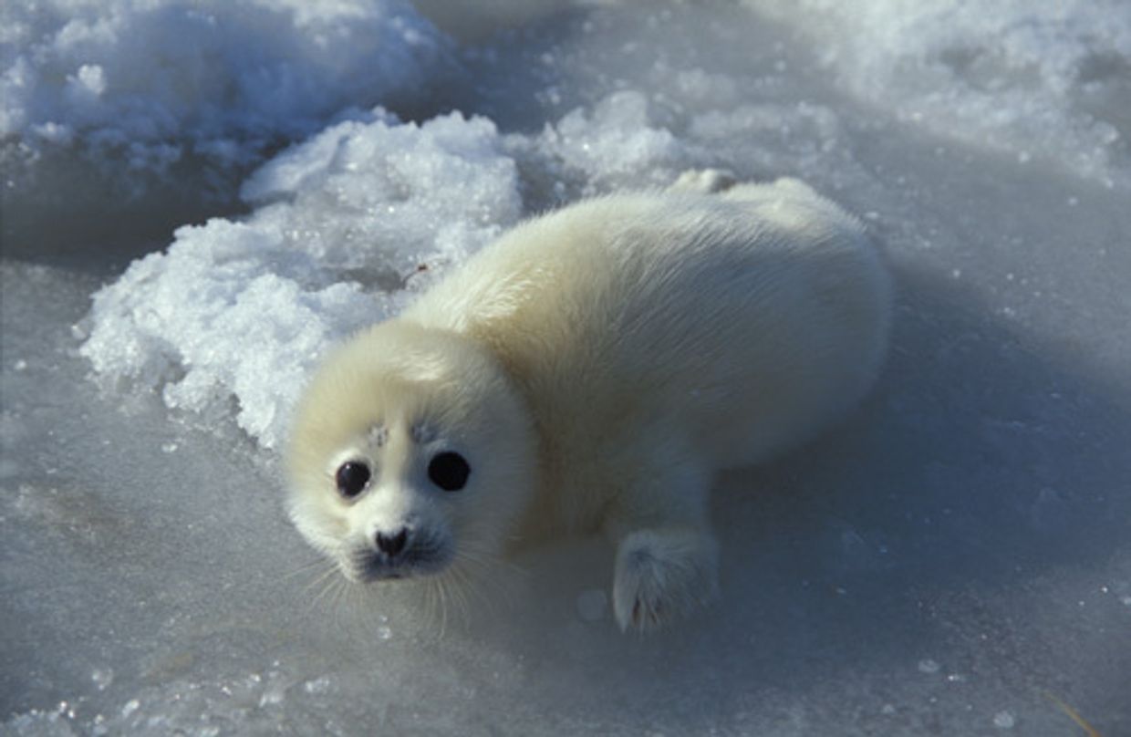 Щенок каспийского тюленя