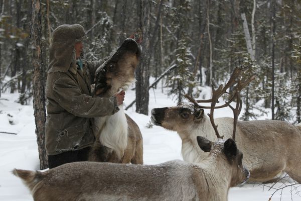 Последние кочевники-оленеводы из рода Сычегир