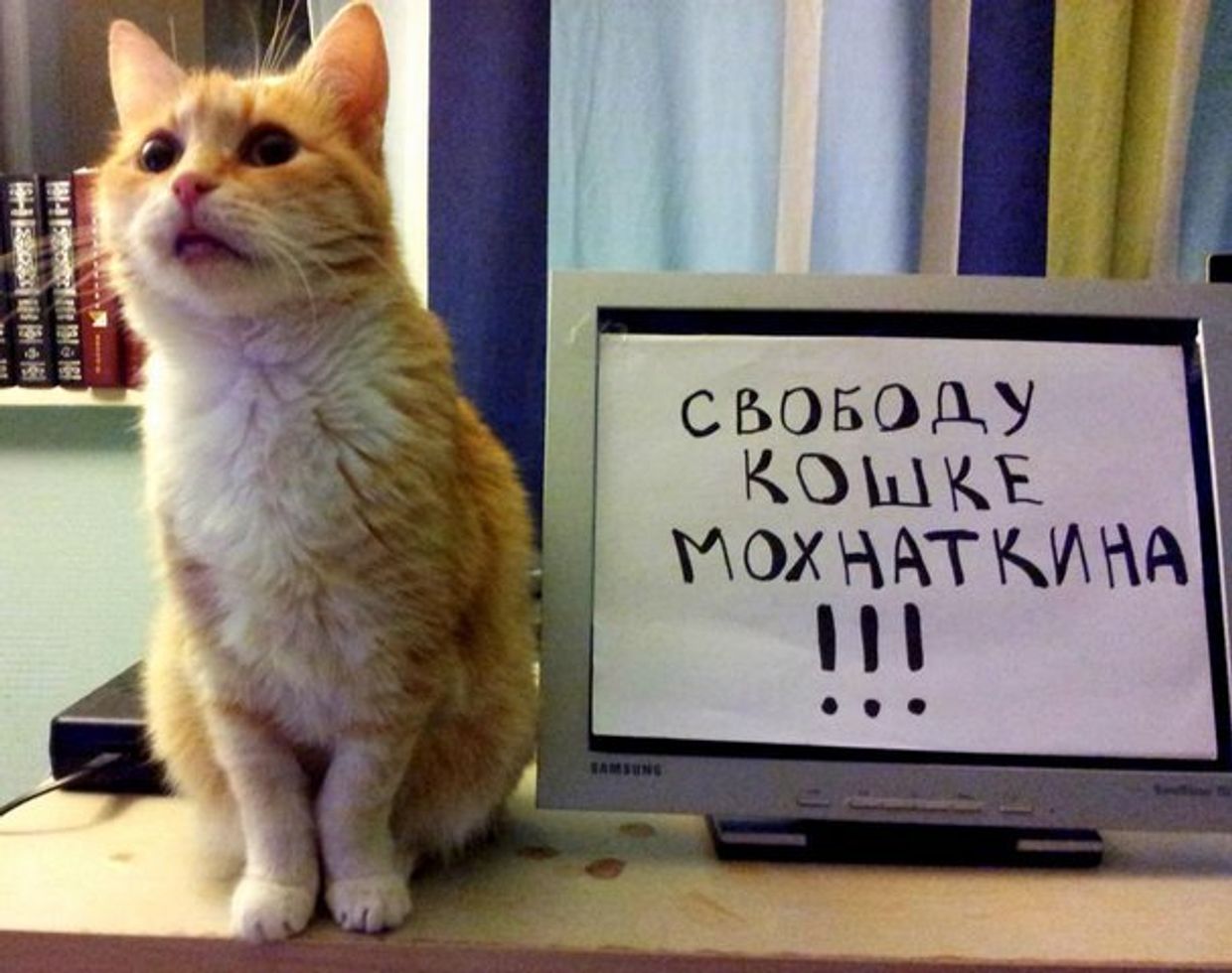 Свободу кошке Мохнаткина!