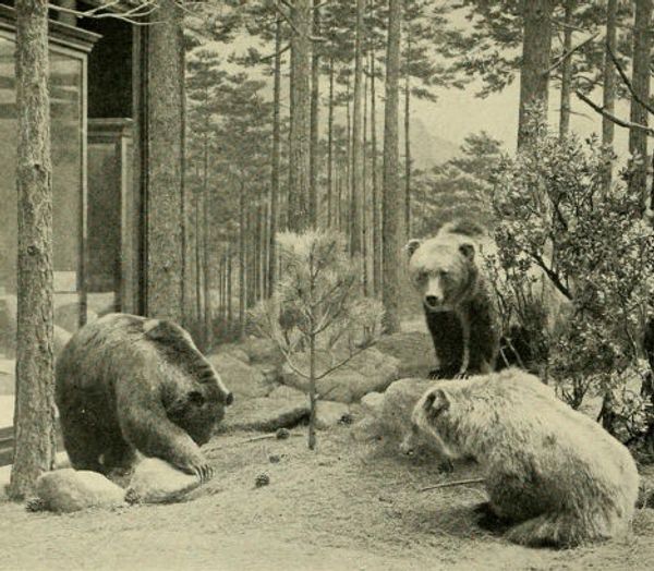 Мексиканский гризли