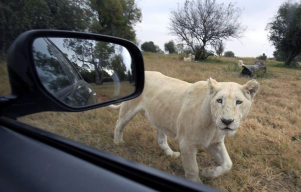 Молодой лев. Lions Park близ Йоханнесбурга, ЮАР.