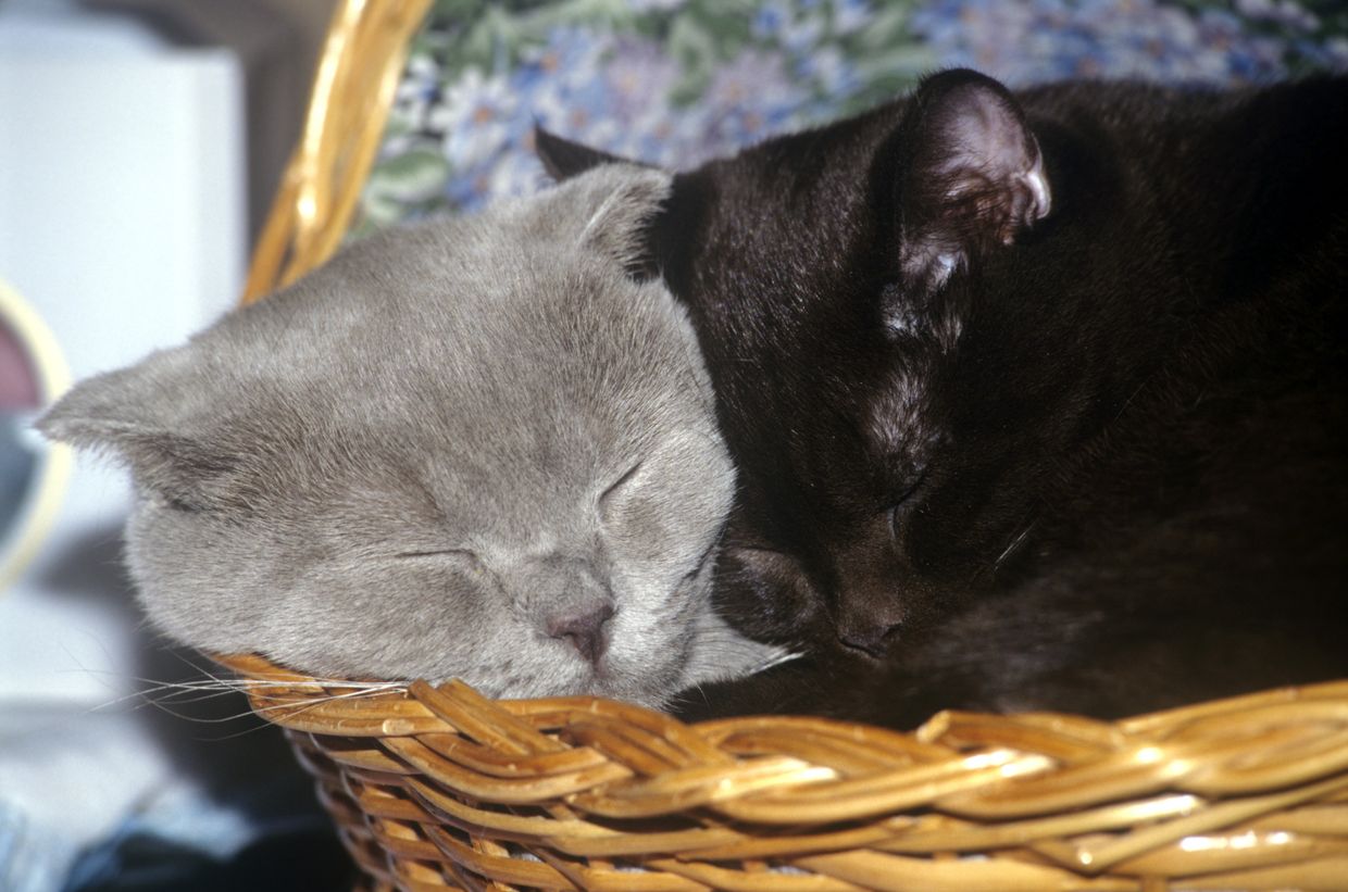Кошки на выставке