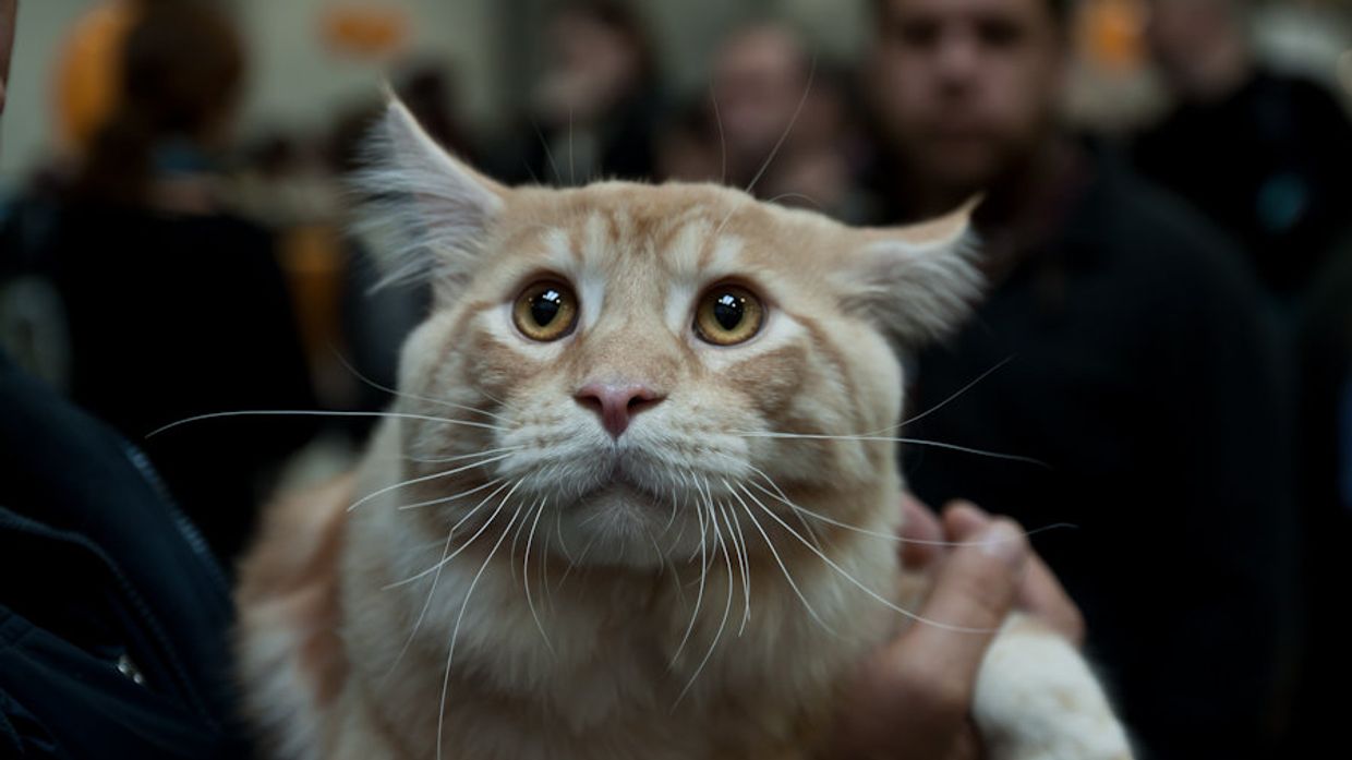 Кошка