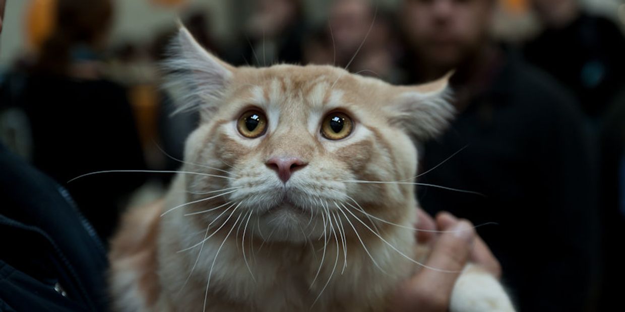 Кошка