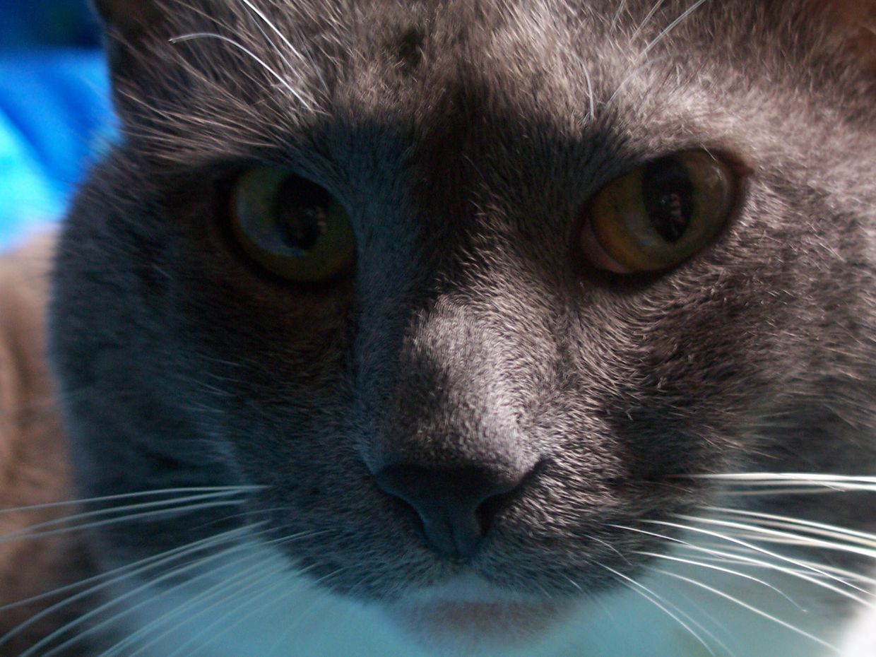  Кот