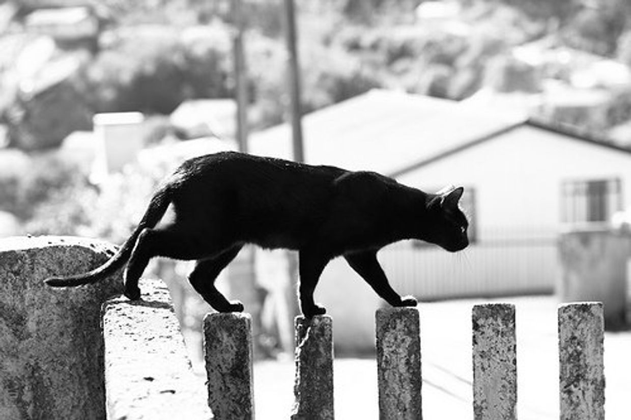 Кот