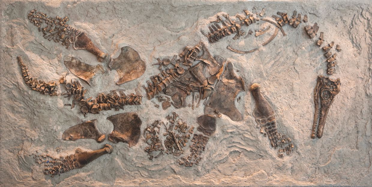 Скелет плезиозавра Polycotylus latippinus