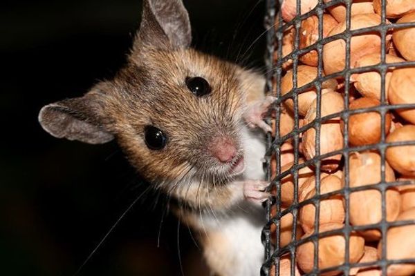 Мышь