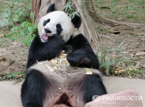 Панда в сафари-парке Chimelong Safari Park