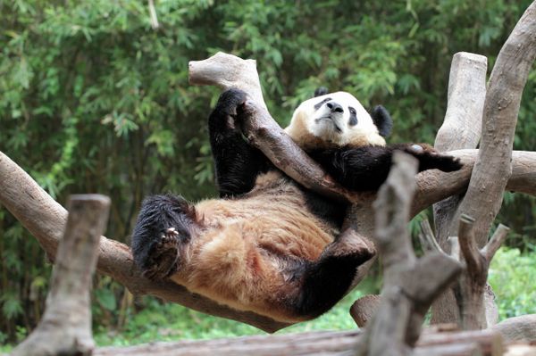 Панда в сафари-парке Chimelong Safari Park