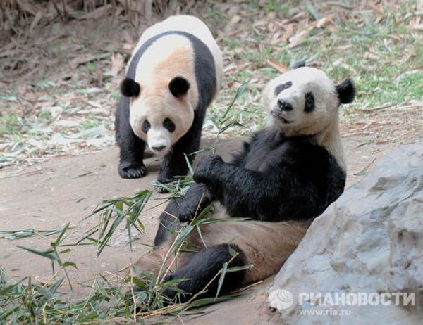 Панда в сафари-парке Chimelong Safari Park