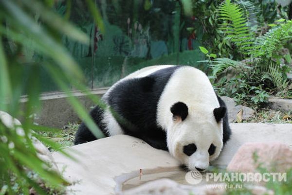 Панда в сафари-парке Chimelong Safari Park