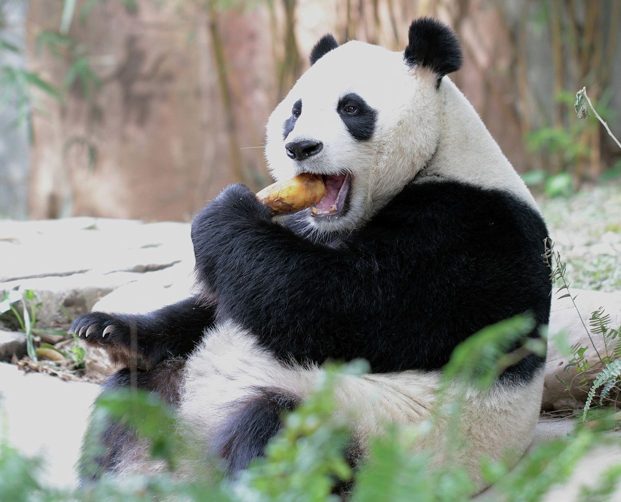 Панда в сафари-парке Chimelong Safari Park
