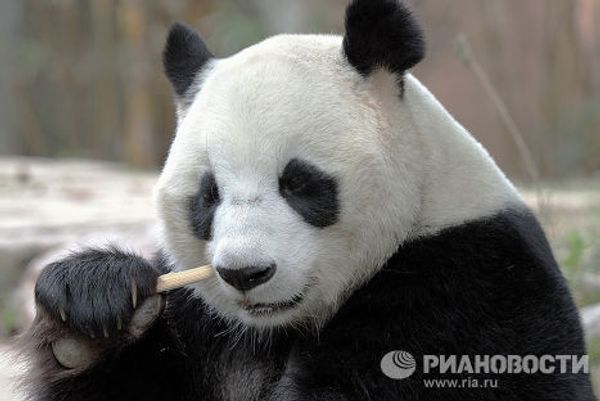 Панда в сафари-парке Chimelong Safari Park