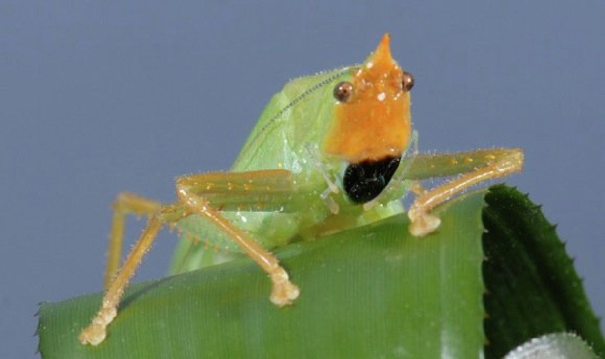 Кузнечик Copiphora gorgonensis