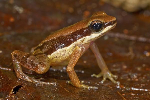 Лягушка Allobates amissibilis