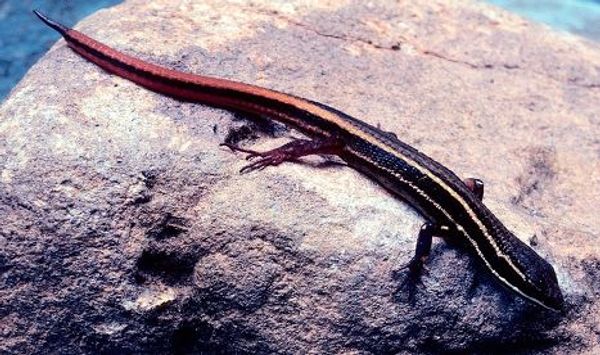 Ящерица Cercosaura hypnoides