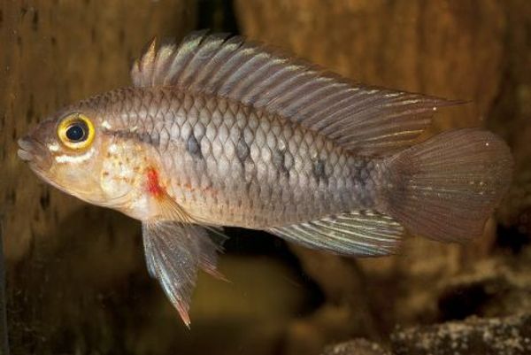 Рыба Apistogramma cinilabra