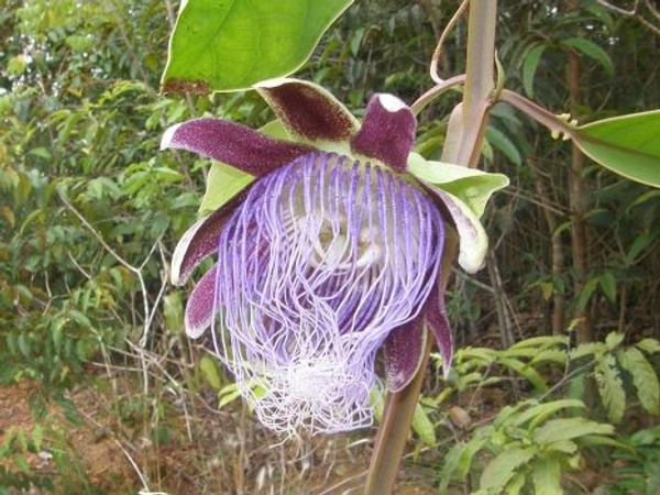Страстоцвет Passiflora longifilamentosa