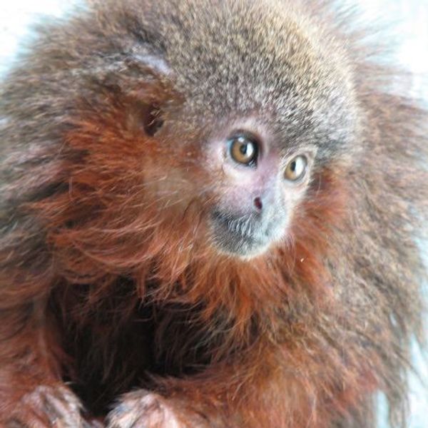 «Мурыкающая» обезьянка (Callicebus caquetensis)