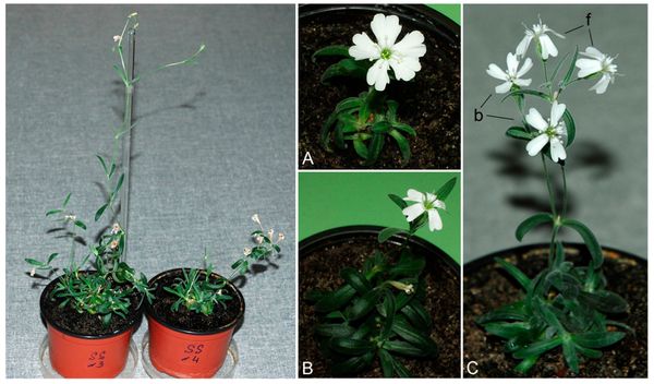 Silene stenophylla