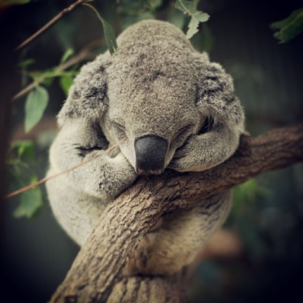 Коала в Сиднейском зоопарке