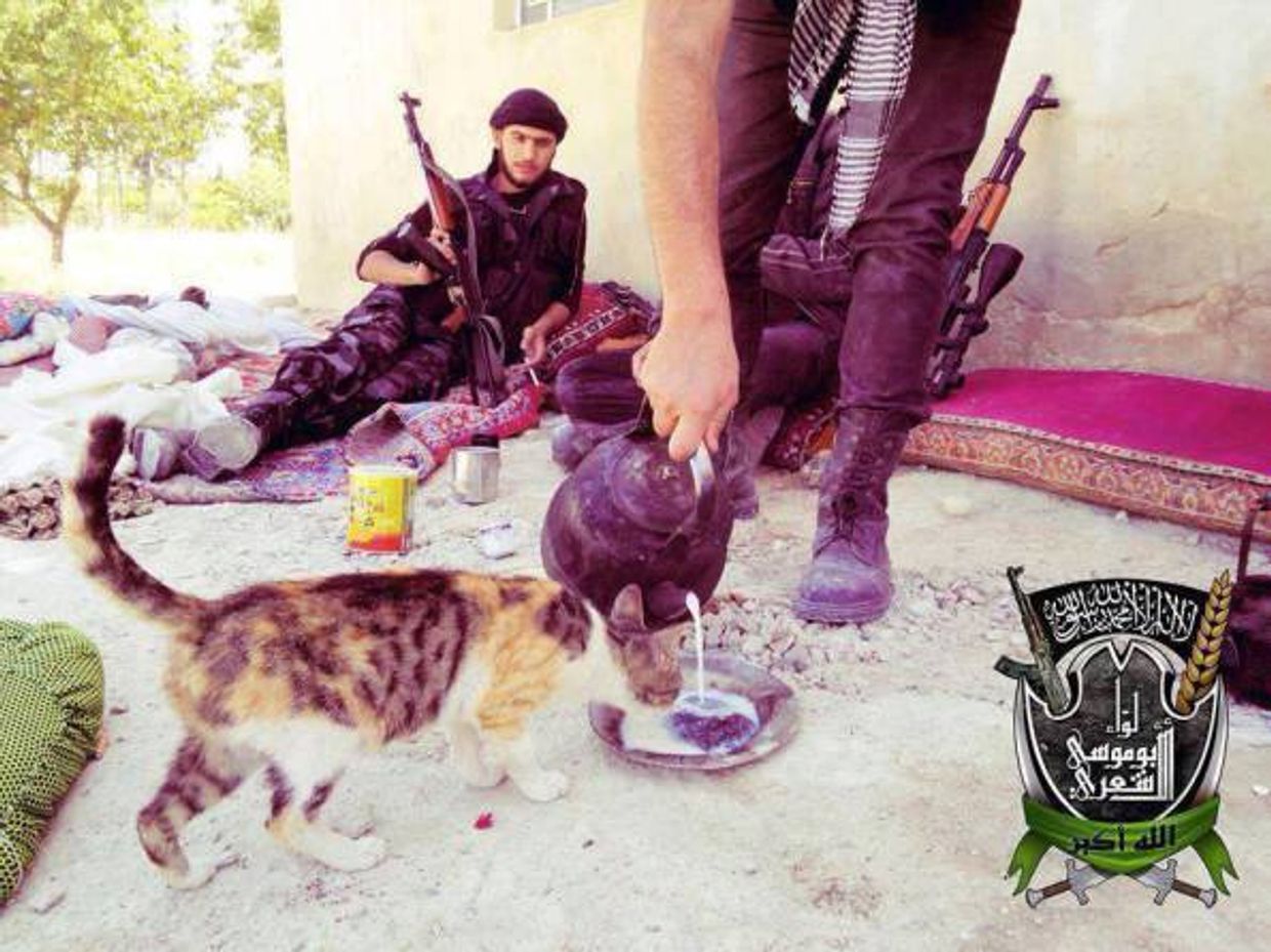 Боевики и котики