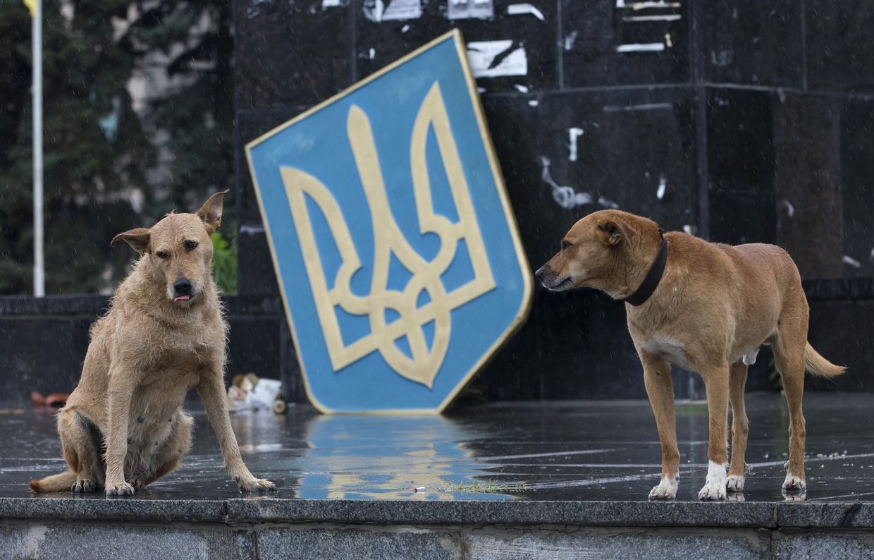 Собаки у поваленного герба Украины в Славянске
