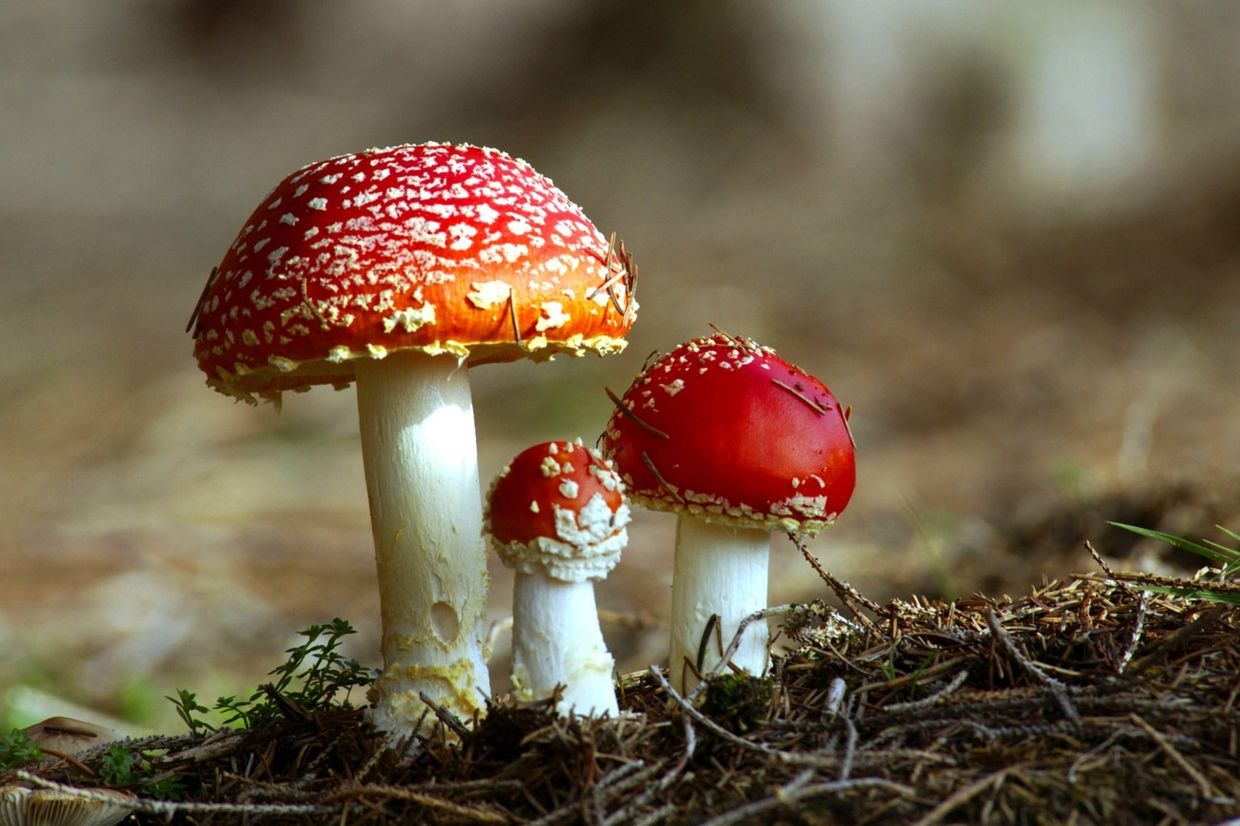 Мухомор Amanita muscaria