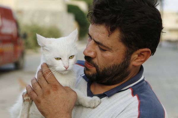 Водитель скорой помощи Ала кормит бездомных кошек в Алеппо