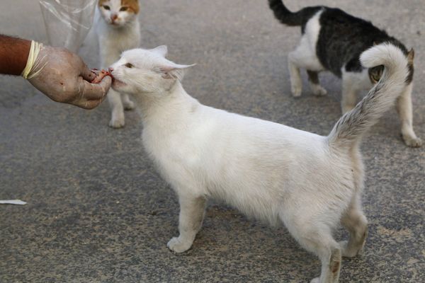 Водитель скорой помощи Ала кормит бездомных кошек в Алеппо