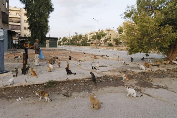 Водитель скорой помощи Ала кормит бездомных кошек в Алеппо