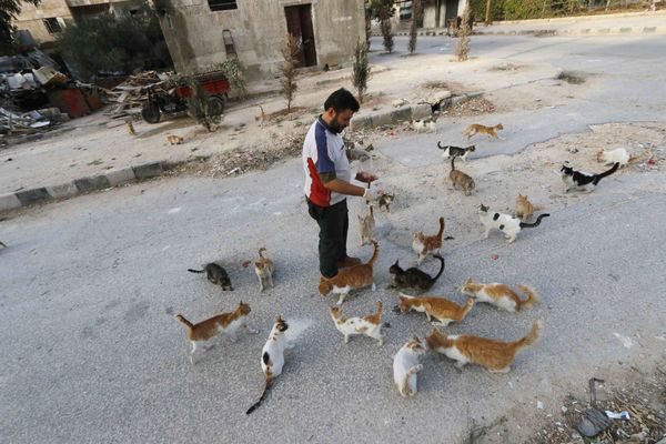 Водитель скорой помощи Ала кормит бездомных кошек в Алеппо