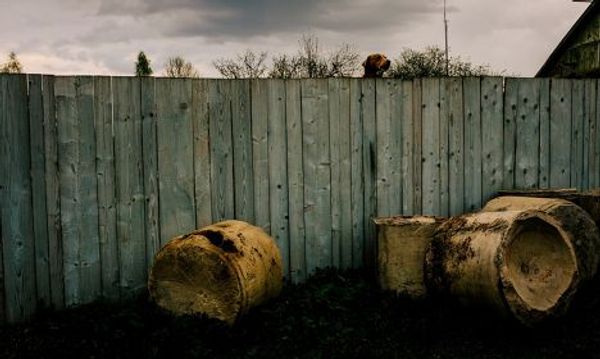 Собака пытается перепрыгнуть забор на даче в городе Дно