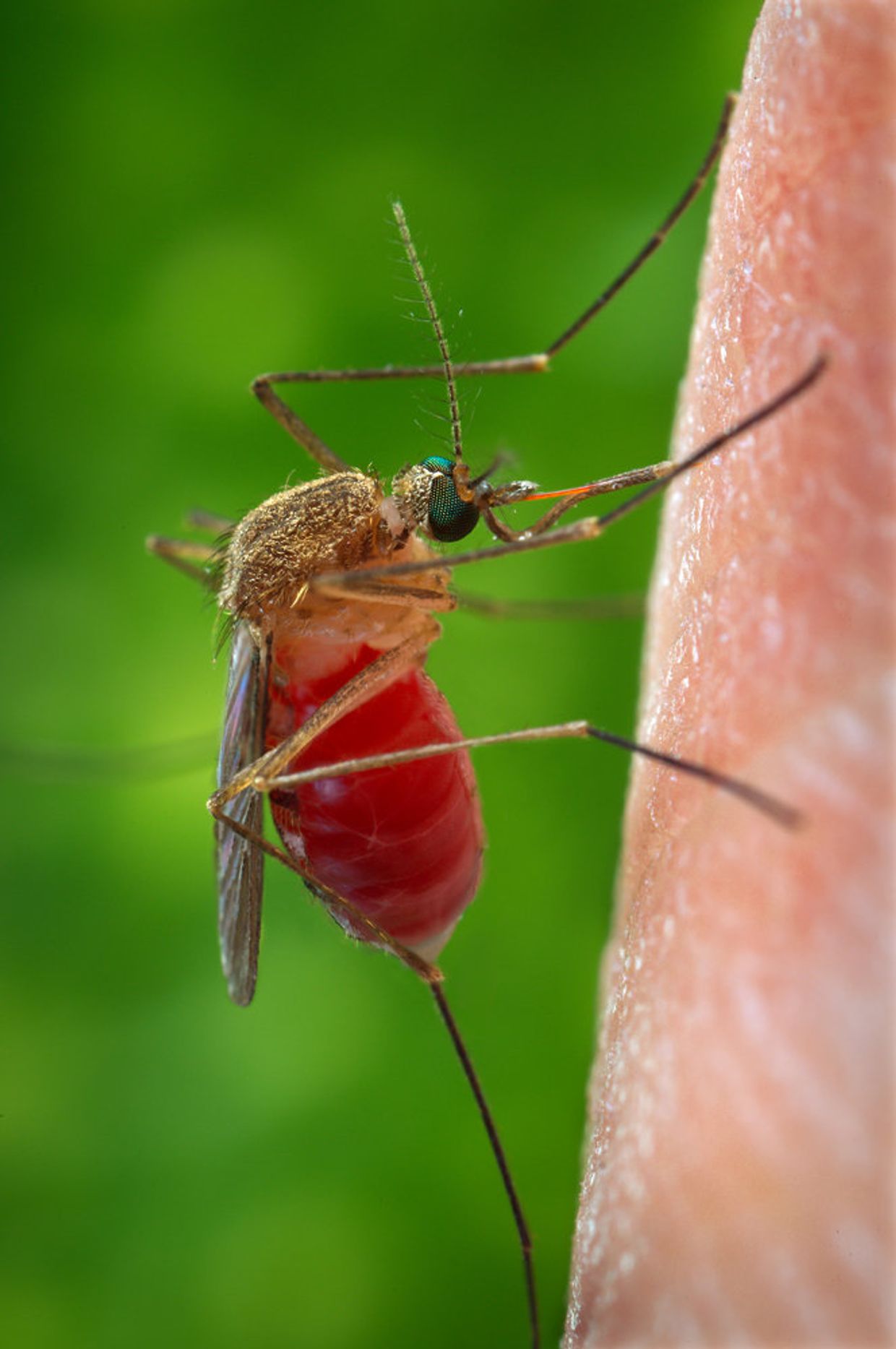 Комар Culex quinquefasciatus, переносчик лихорадки Западного Нила