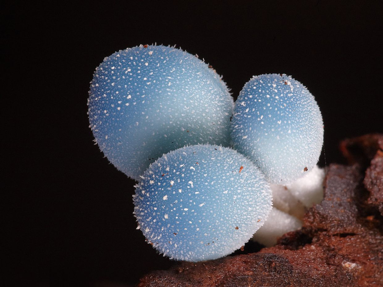 Гриб Leratiomyces sp.