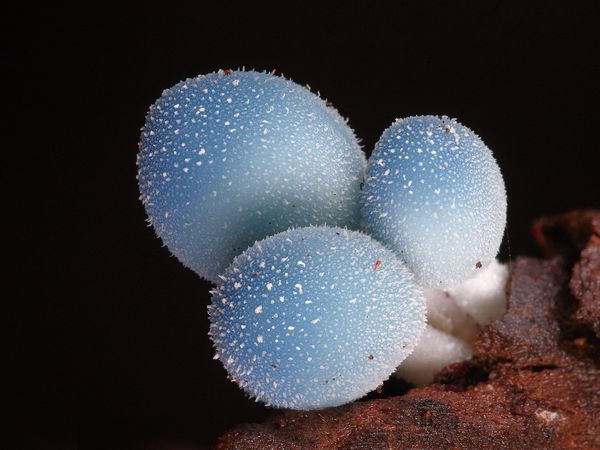 Гриб Leratiomyces sp.