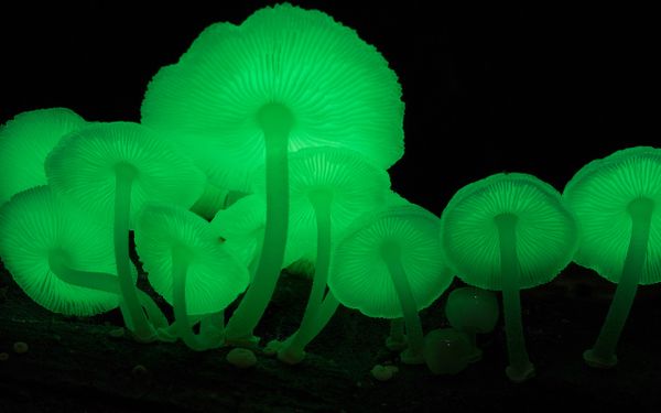 Грибы Mycena Chlorophos